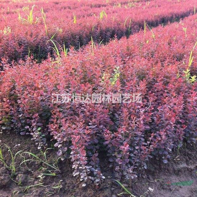 供應(yīng)紅葉小檗球 紅葉小波圖片 紅葉小檗球價(jià)格