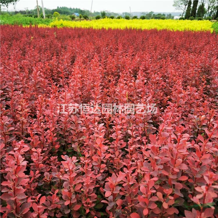 供應(yīng)紅葉小檗球 紅葉小波圖片 紅葉小檗球價(jià)格