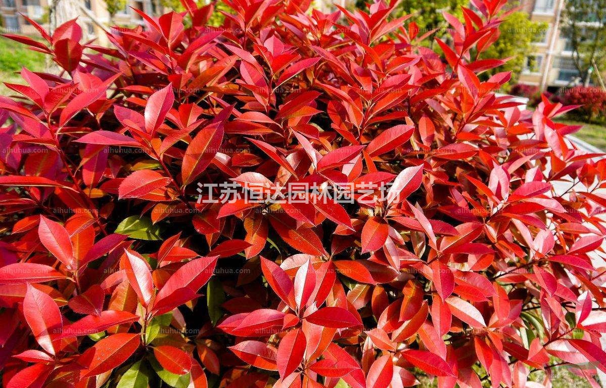 高桿紅葉石楠  紅葉石楠樹(shù)  紅葉石楠  紅葉石楠球