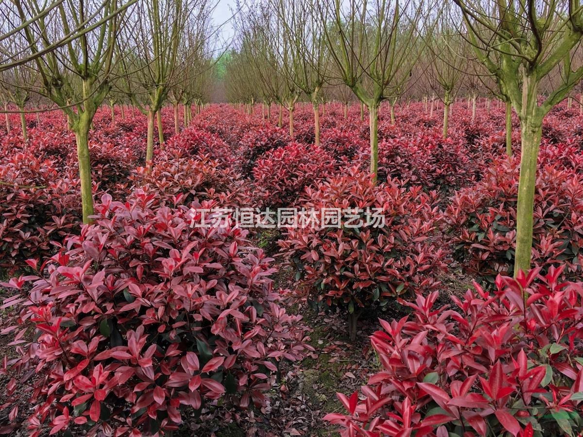 高桿紅葉石楠  紅葉石楠樹(shù)  紅葉石楠  紅葉石楠球