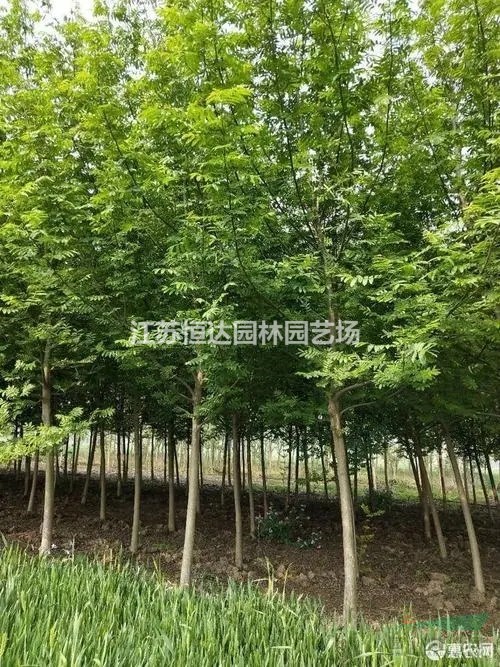 白楊樹(shù)苗木、楊樹(shù)、銷(xiāo)售毛白楊、速生楊、意楊價(jià)格