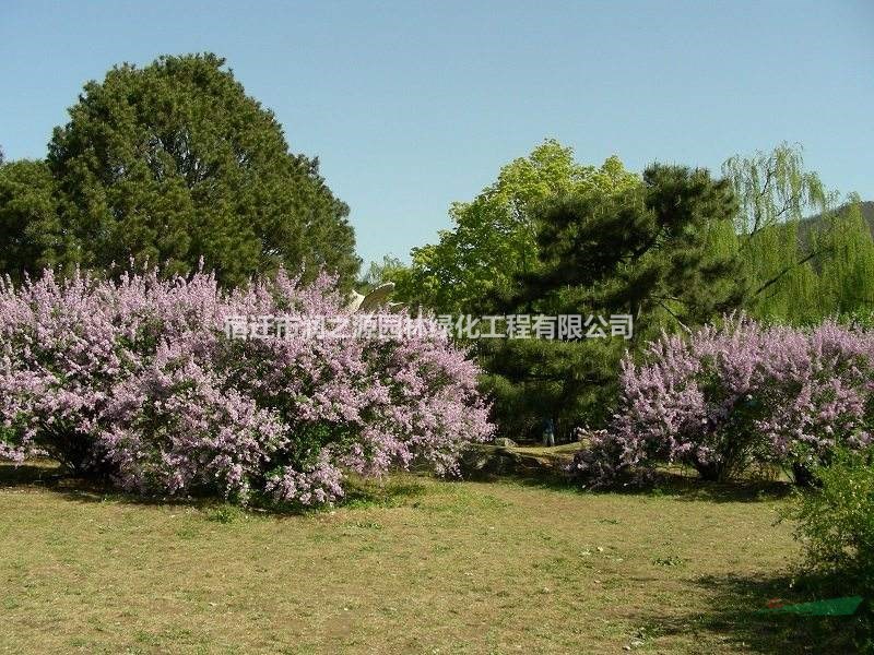 紫丁香苗木、丁香、高桿女貞，薔薇苗木，豐花月季