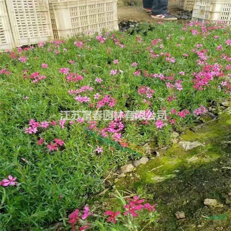 苗圃出售叢生福祿考 園林地被造景觀賞苗花鏡切花材料