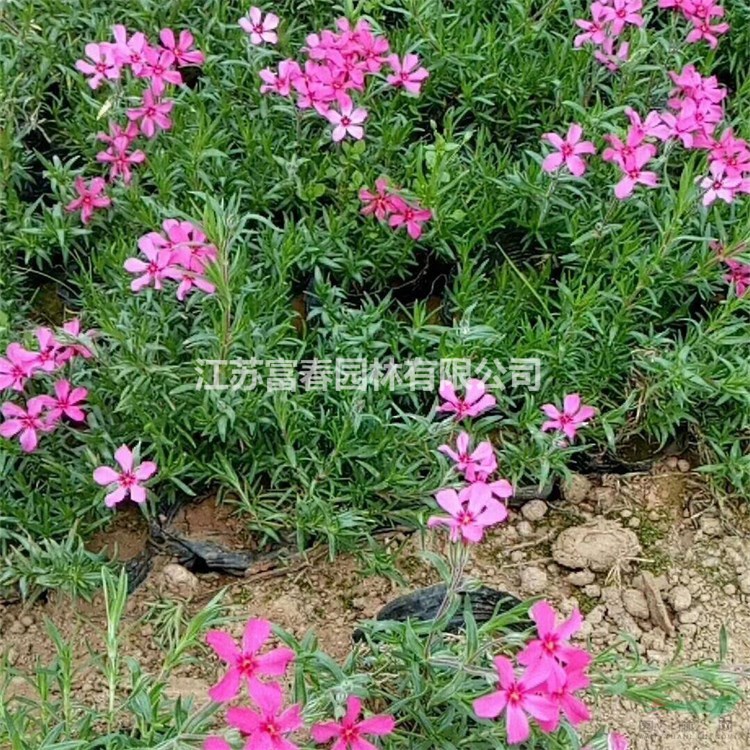 苗圃出售叢生福祿考 園林地被造景觀賞苗花鏡切花材料