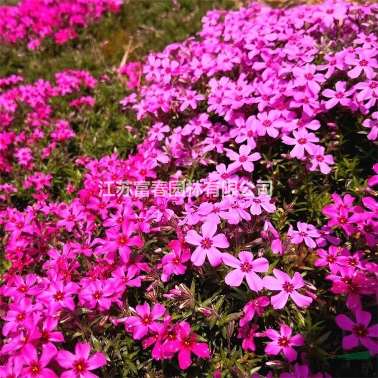 苗圃出售宿根福祿考盆景盆栽種植觀賞花鏡切花材料