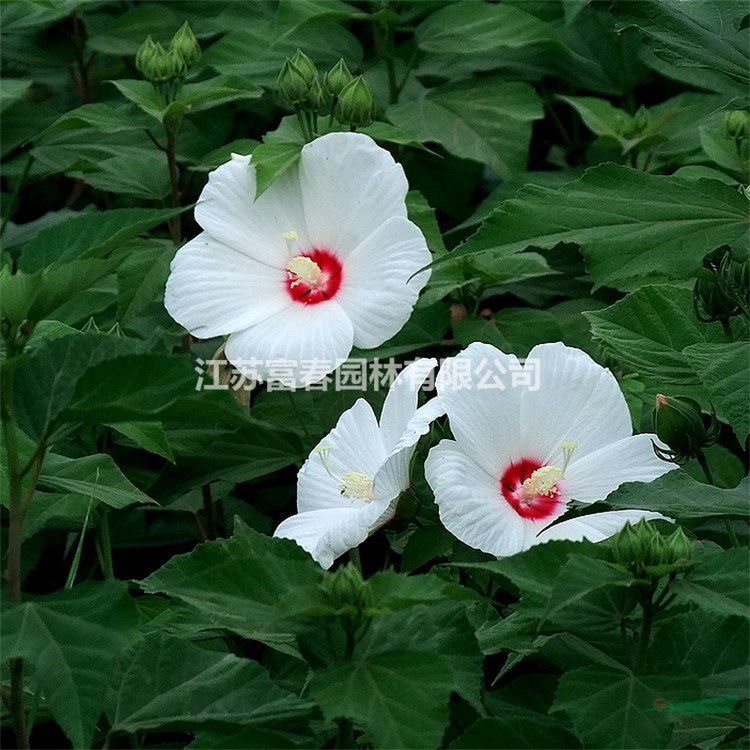 苗圃出售大花秋葵 耐寒耐旱 花鏡切花材料園林綠化造景花卉