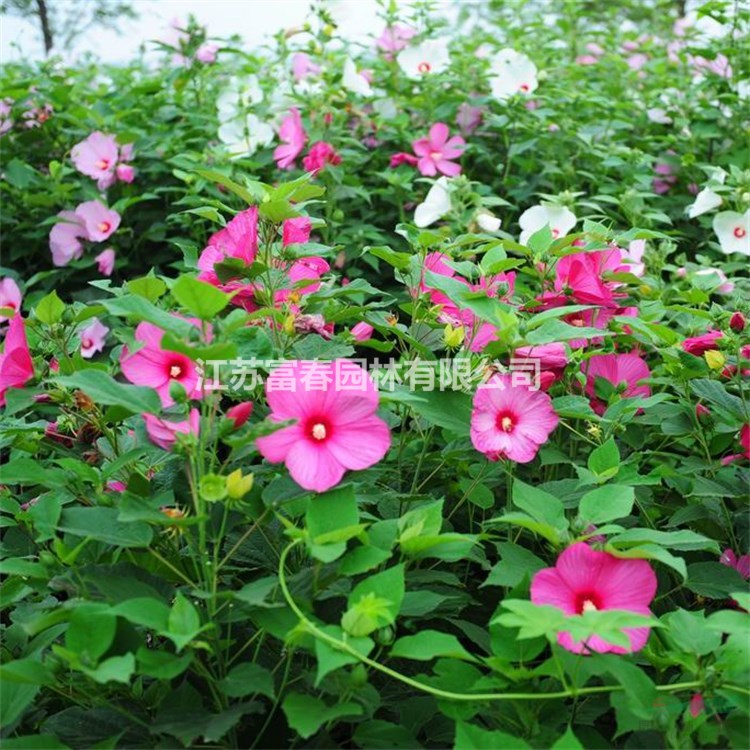 苗圃出售大花秋葵 耐寒耐旱 花鏡切花材料園林綠化造景花卉