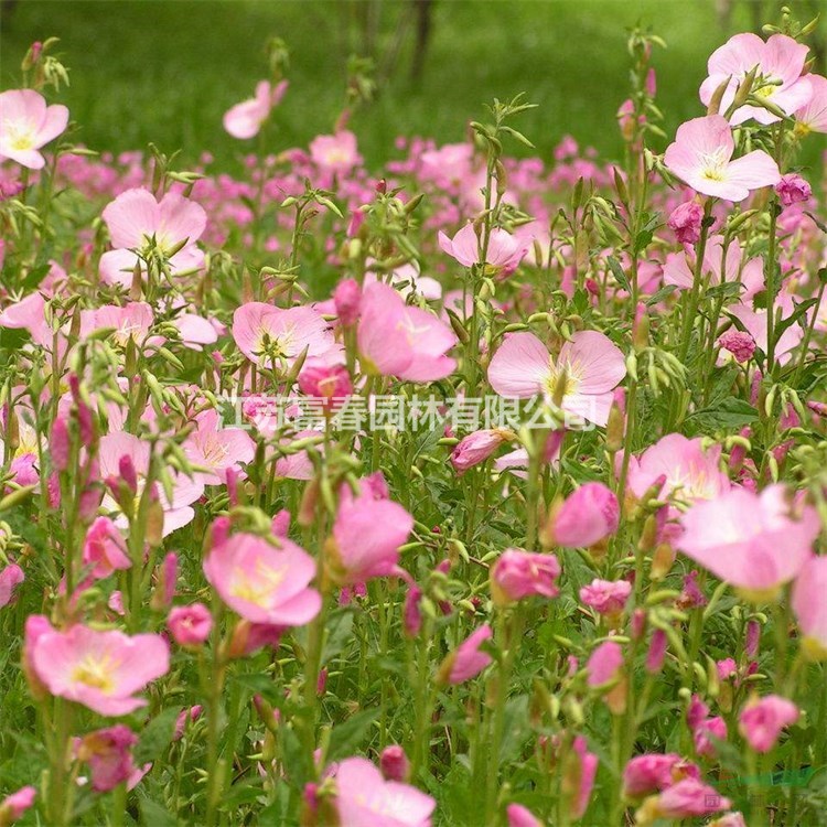 苗圃出售 美麗月見草別名：待霄草、粉晚櫻草、粉花月見草多年生草本植物