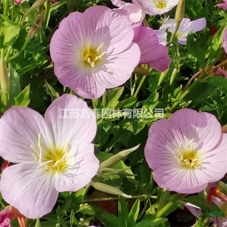 苗圃出售 美麗月見草別名：待霄草、粉晚櫻草、粉花月見草多年生草本植物