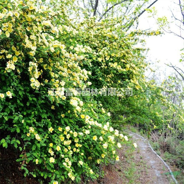 苗圃出售迎春 黃刺玫規(guī)格齊全道路園林綠化工程苗