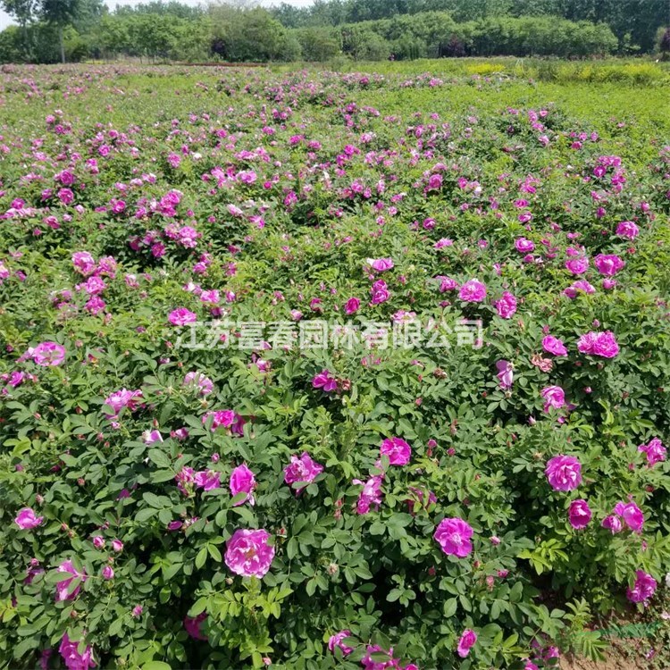 苗圃出售四季玫瑰庭院別墅種植觀賞花鏡切花材料