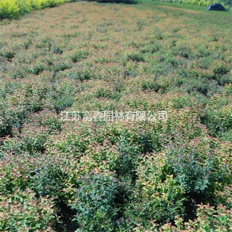 苗圃出售日本繡線菊 耐寒耐旱規(guī)格齊全花壇花鏡種植觀賞園林綠化工程苗