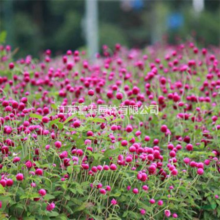 千日紅 百日紅、火球花喜陽光、耐干熱、生性強健 地被草花根系好