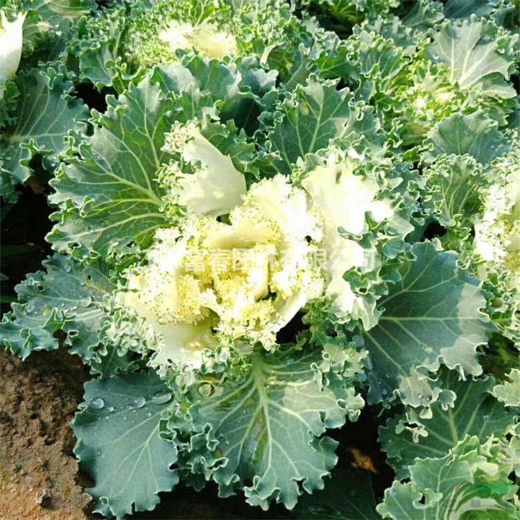 苗圃出售羽衣甘藍 庭院別墅花園 陽臺 窗臺種植觀賞 道路隔離帶綠化造景花卉