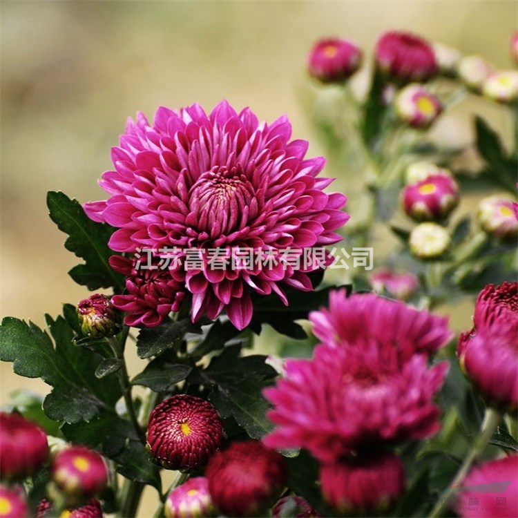 苗圃出售千頭菊 花量大 花色豐富園林景區(qū)花海造景花卉花鏡切花材料