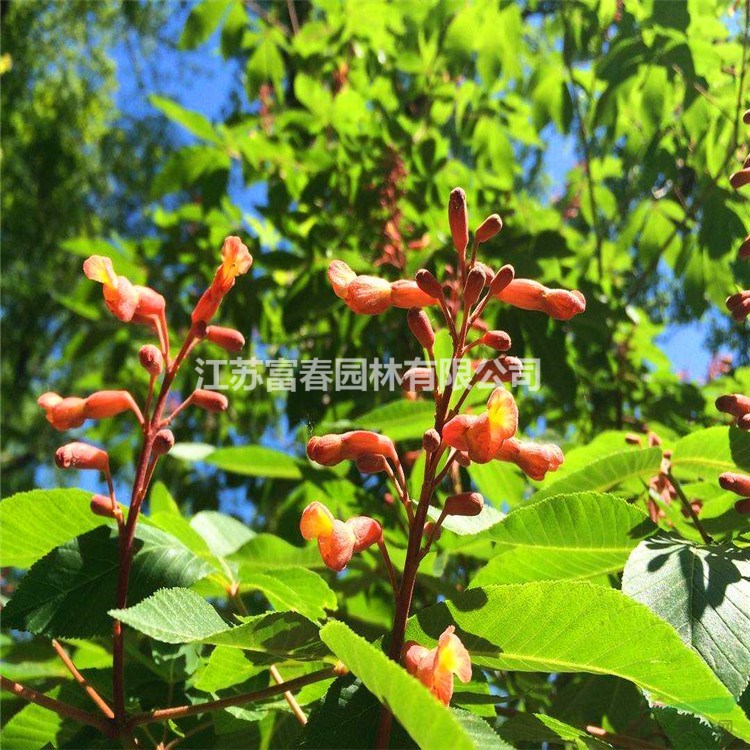 苗圃出售紅花七葉樹 規(guī)格齊全道路園林綠化工程苗落葉喬木