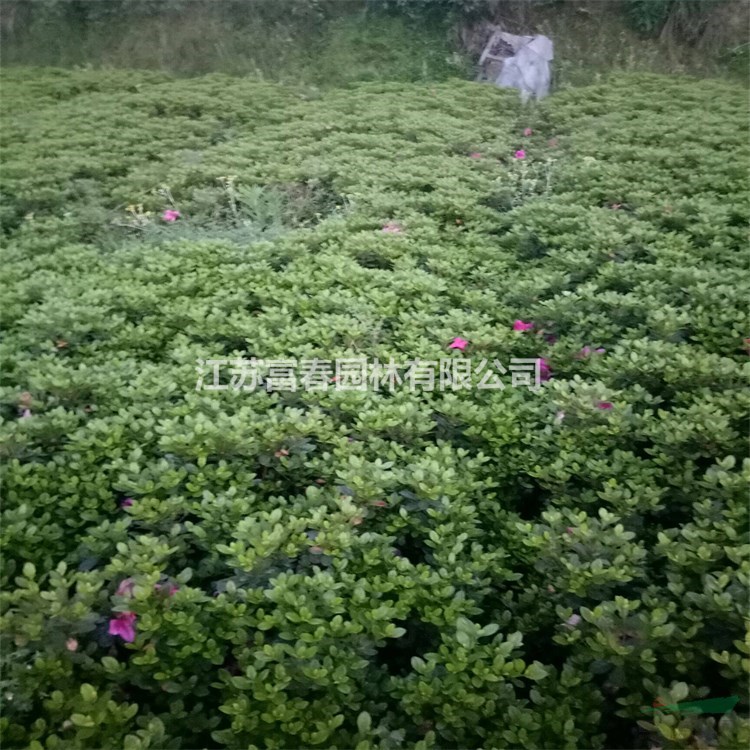 苗圃出售夏鵑 規(guī)格齊全庭院別墅種植觀賞 道路園林綠化工程苗