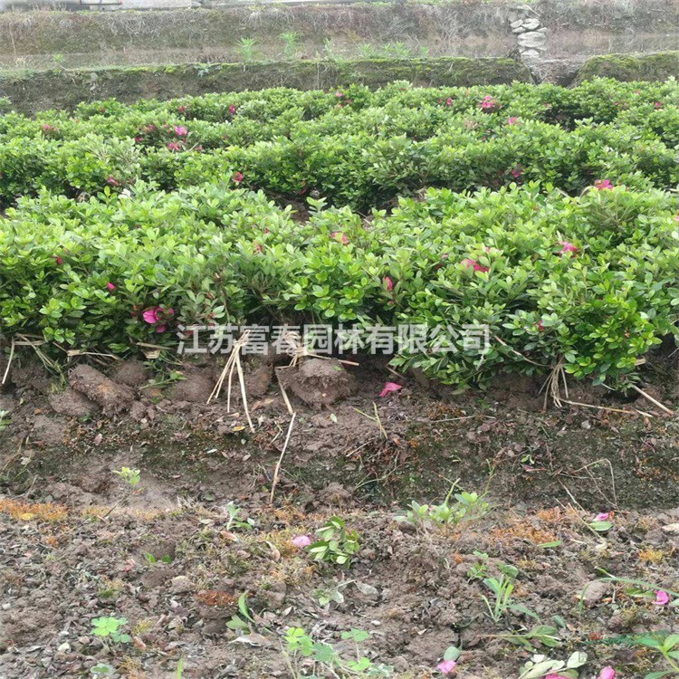 苗圃出售夏鵑 規(guī)格齊全庭院別墅種植觀賞 道路園林綠化工程苗