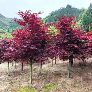 日本紅楓-日本紅楓圖片-日本紅楓種植