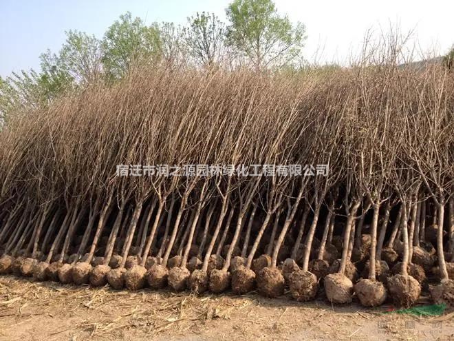 各種規(guī)格叢生花石榴、獨(dú)桿花石榴 紅葉李，棕桐