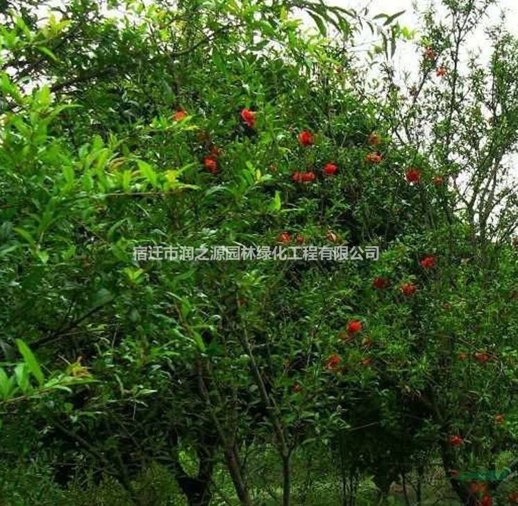 各種規(guī)格叢生花石榴、獨(dú)桿花石榴 紅葉李，棕桐