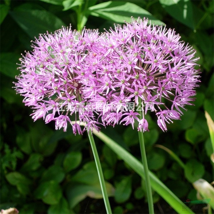 苗圃出售紫花蔥庭院別墅觀賞苗花鏡切花材料園林花海造景