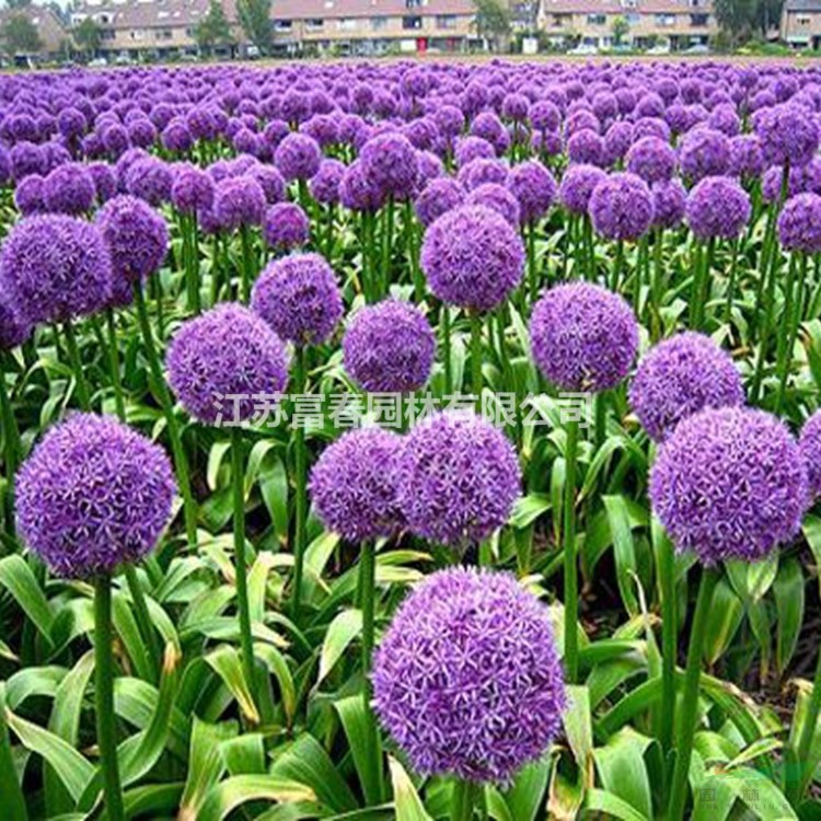 苗圃出售紫花蔥庭院別墅觀賞苗花鏡切花材料園林花海造景