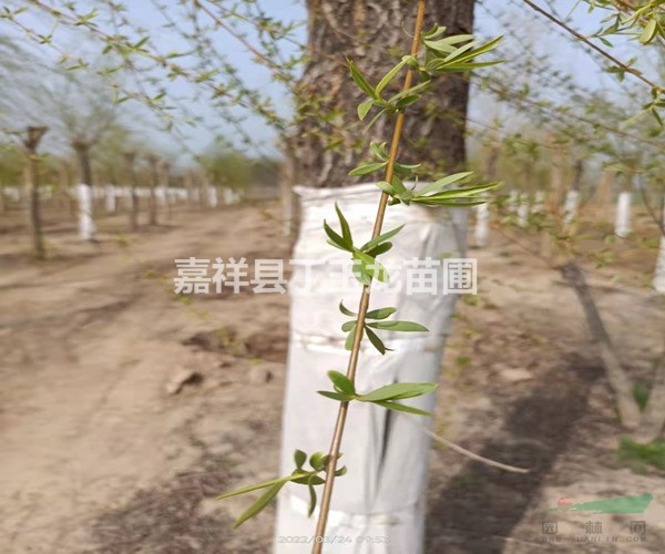  嫁接垂柳 公園耐寒耐熱綠化樹