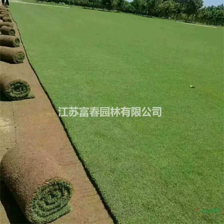 苗圃出售果嶺草草坪草皮 耐寒耐旱耐踐踏小區(qū)公園廣場(chǎng)綠化工程苗