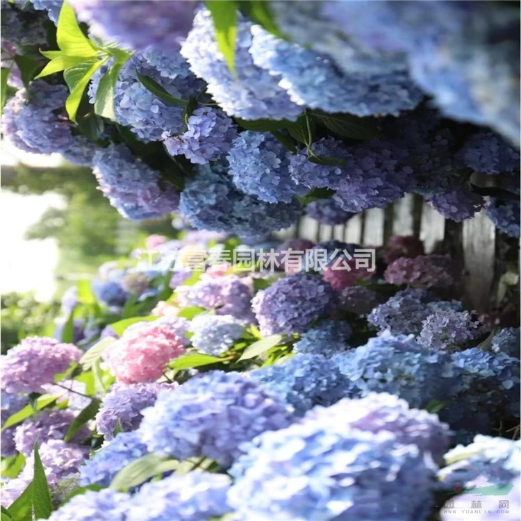 苗圃出售繡球花 花量大花色豐富園林景區(qū)花海造景苗