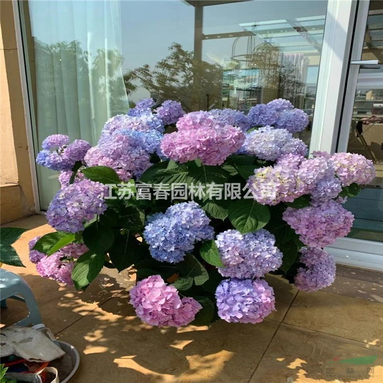 苗圃出售繡球花 花量大花色豐富園林景區(qū)花海造景苗