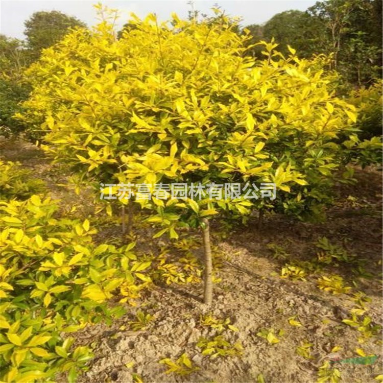 苗圃出售黃金構(gòu)骨  公園 庭院 道路色塊孤植綠化造景工程苗