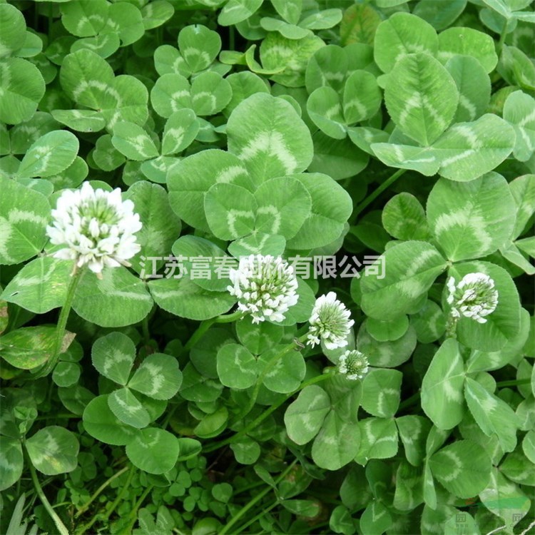 苗圃出售白三葉 又名白花三葉草、白三草、車軸草、荷蘭翹搖多年生草本