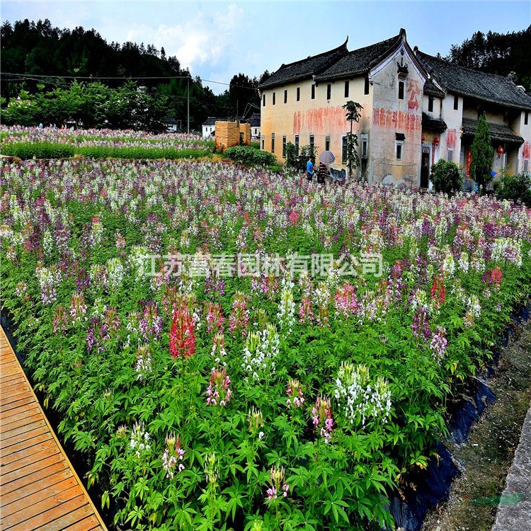 苗圃出售醉蝶花 庭院盆栽種植觀賞花卉 花鏡切花材料