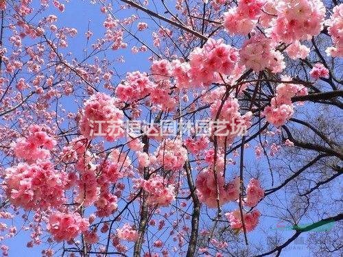 櫻花花木、早櫻花木、晚櫻花木批發(fā) 