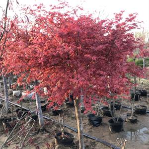 苗圃出售 日本紅舞姬紅楓 室內盆栽種植觀賞 庭院道路綠化風景行道樹