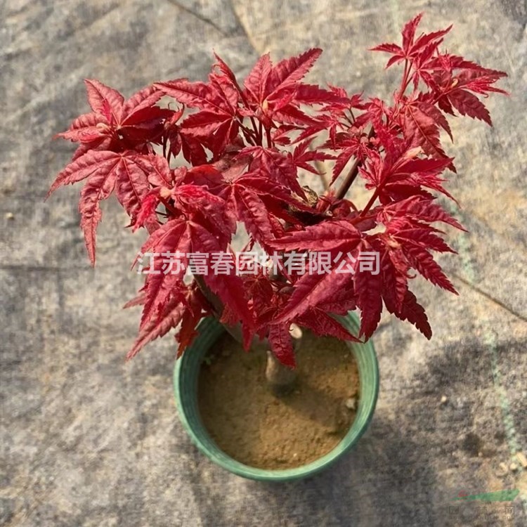 苗圃出售 日本紅舞姬紅楓 室內(nèi)盆栽種植觀賞 庭院道路綠化風(fēng)景行道樹