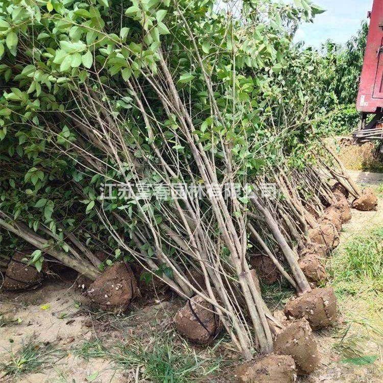 苗圃出售丛生大叶女贞 庭院小区种植观赏 道路隔离带种植绿化工程苗