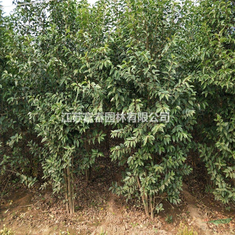 苗圃出售丛生大叶女贞 庭院小区种植观赏 道路隔离带种植绿化工程苗