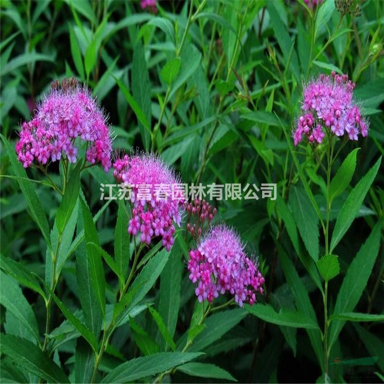 苗圃出售 粉花繡線菊花鏡切花材料園林地被綠化觀花植物