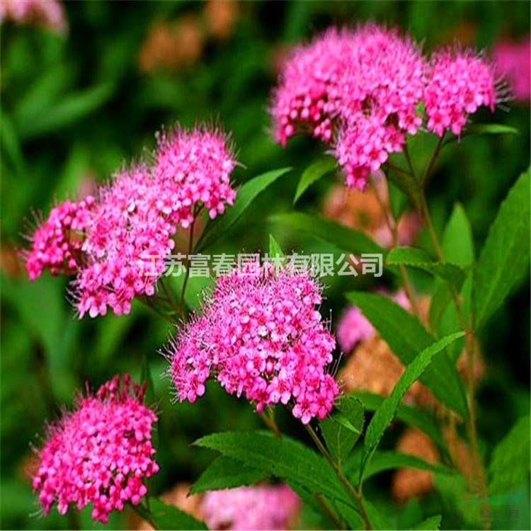 苗圃出售 粉花繡線菊花鏡切花材料園林地被綠化觀花植物