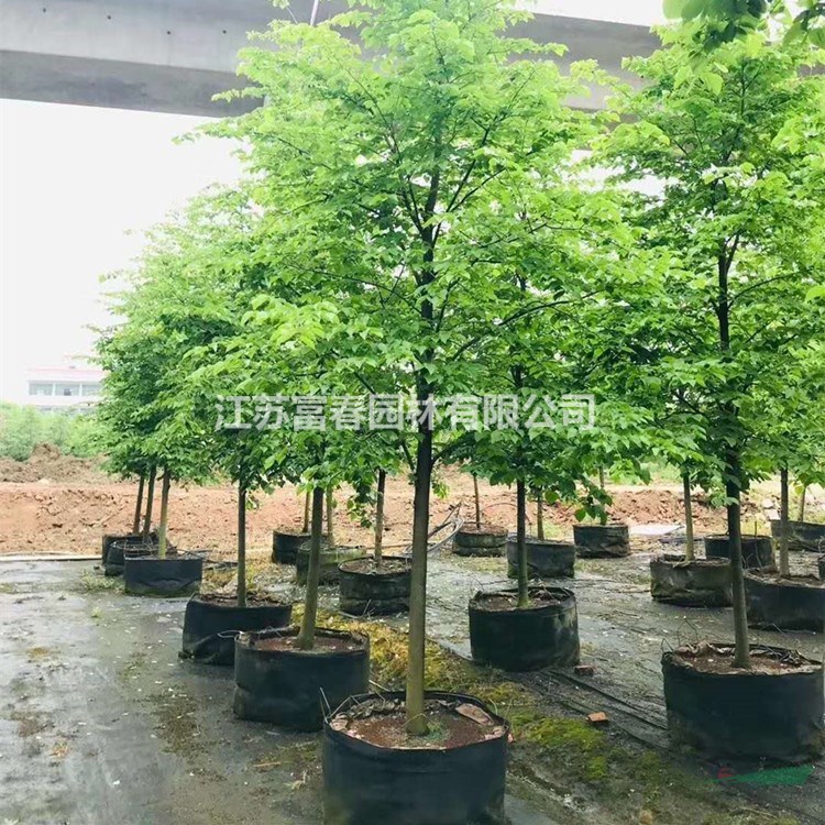 苗圃新優(yōu)品種出售 歐洲小葉椴 格蘭芬 綠頂 綠塔園林景區(qū)風(fēng)景行道樹綠化苗木