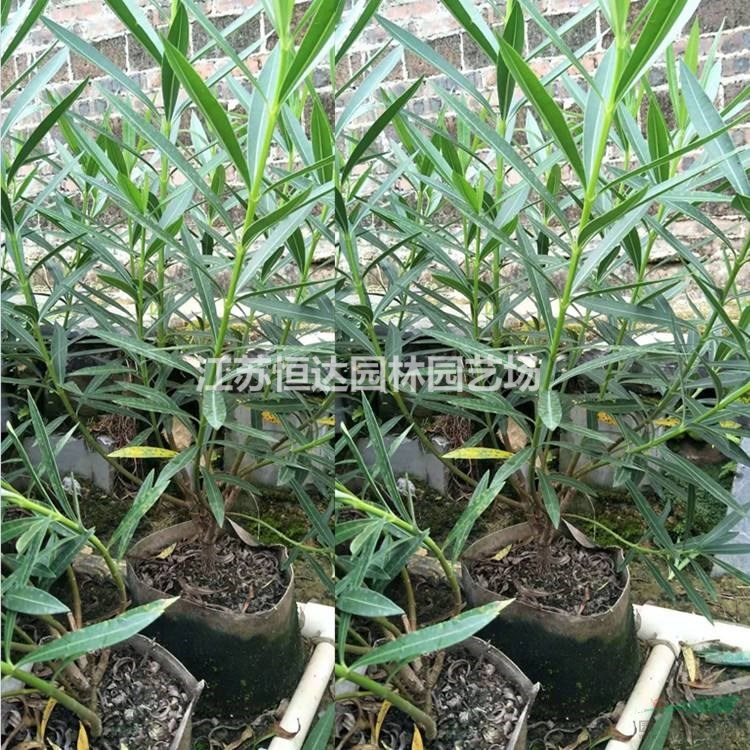 供應(yīng)夾竹桃 紅花夾竹桃圖片 夾竹桃價格