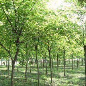 樸樹白櫸供應 叢生樸樹 樸樹多少錢