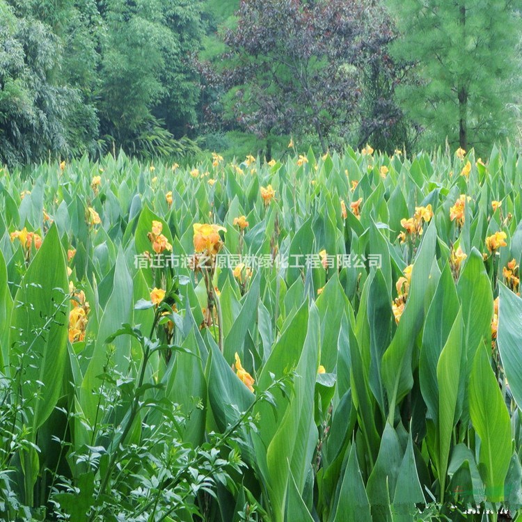 苗圃黃花美人蕉 紅花美人蕉 水生美人蕉圖片/價格