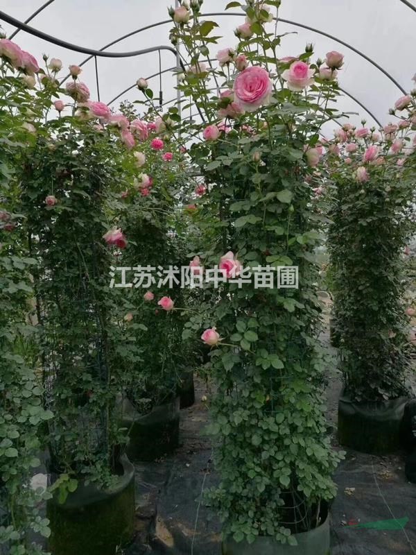 月季花球，月季花柱，月季花拱門，藤本月季