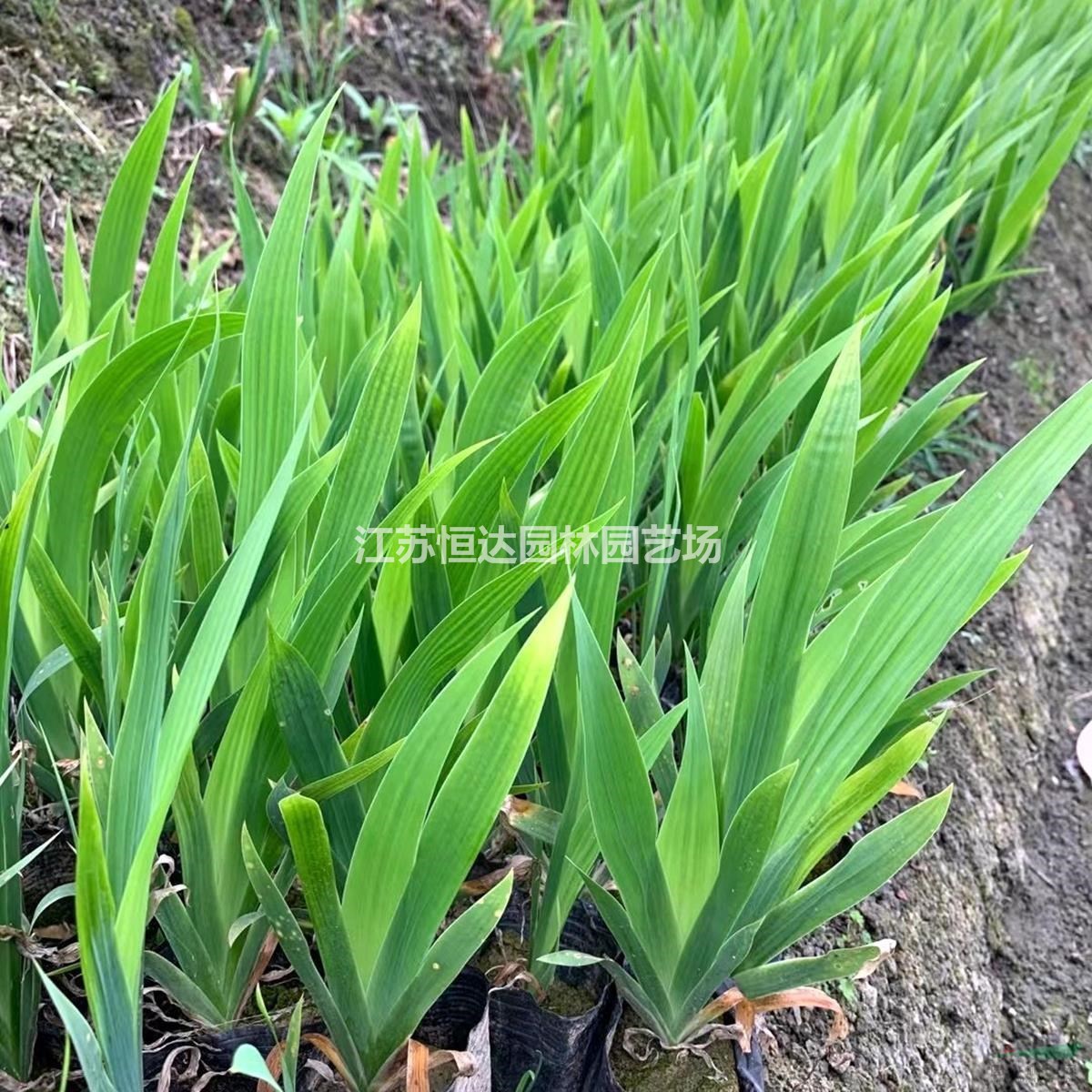 蝴蝶蘭_藍(lán)花鳶尾基地