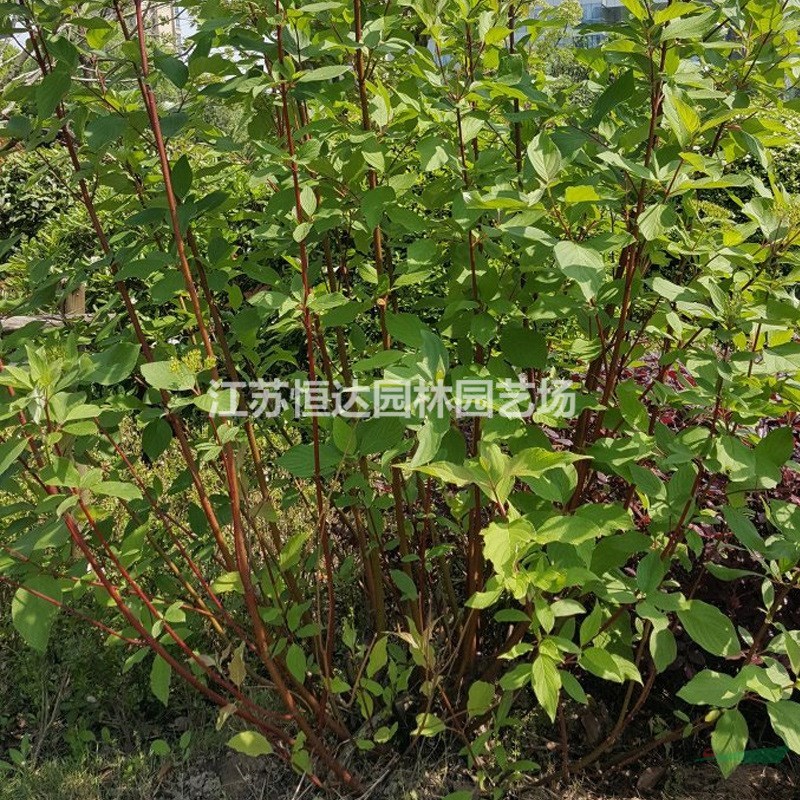 常年供應(yīng)紅瑞木