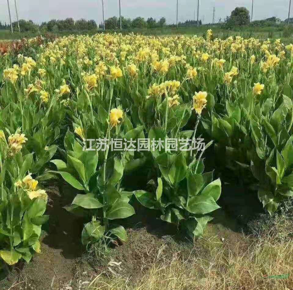 黃花美人蕉 紅花美人蕉 水生美人蕉