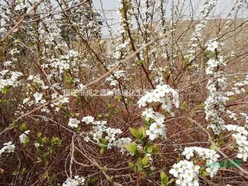 李葉繡線菊30~70公分價格-低價批發(fā)-基地直銷